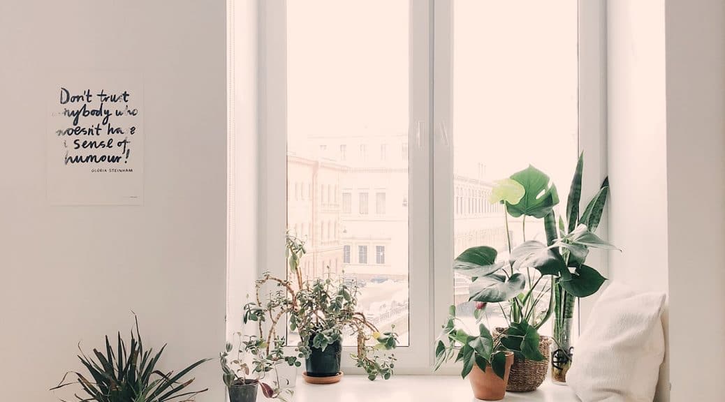 Vue d'une fenêtre avec plusieurs plantes devant