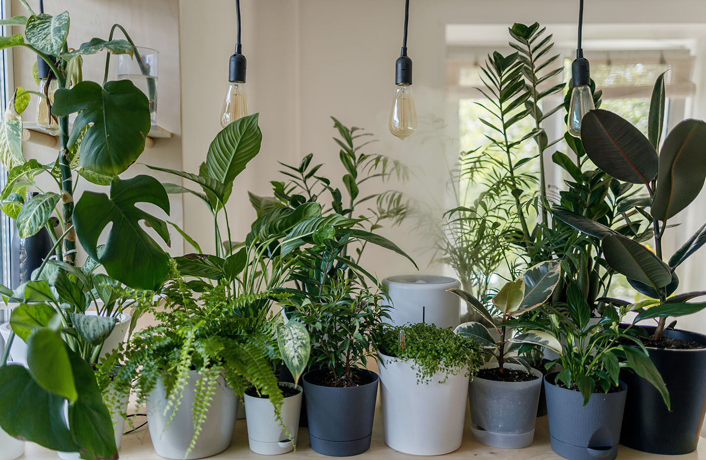 🌿 Astuce anti moucherons sur les plantes d'intérieur
