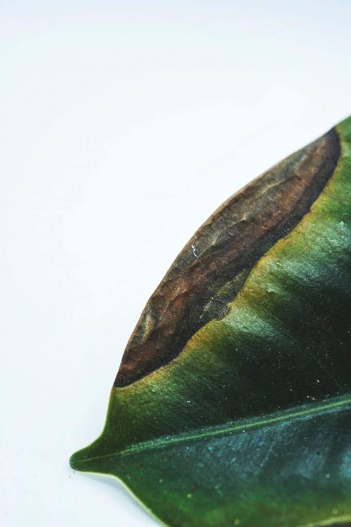 Une feuille verte avec une tache brune